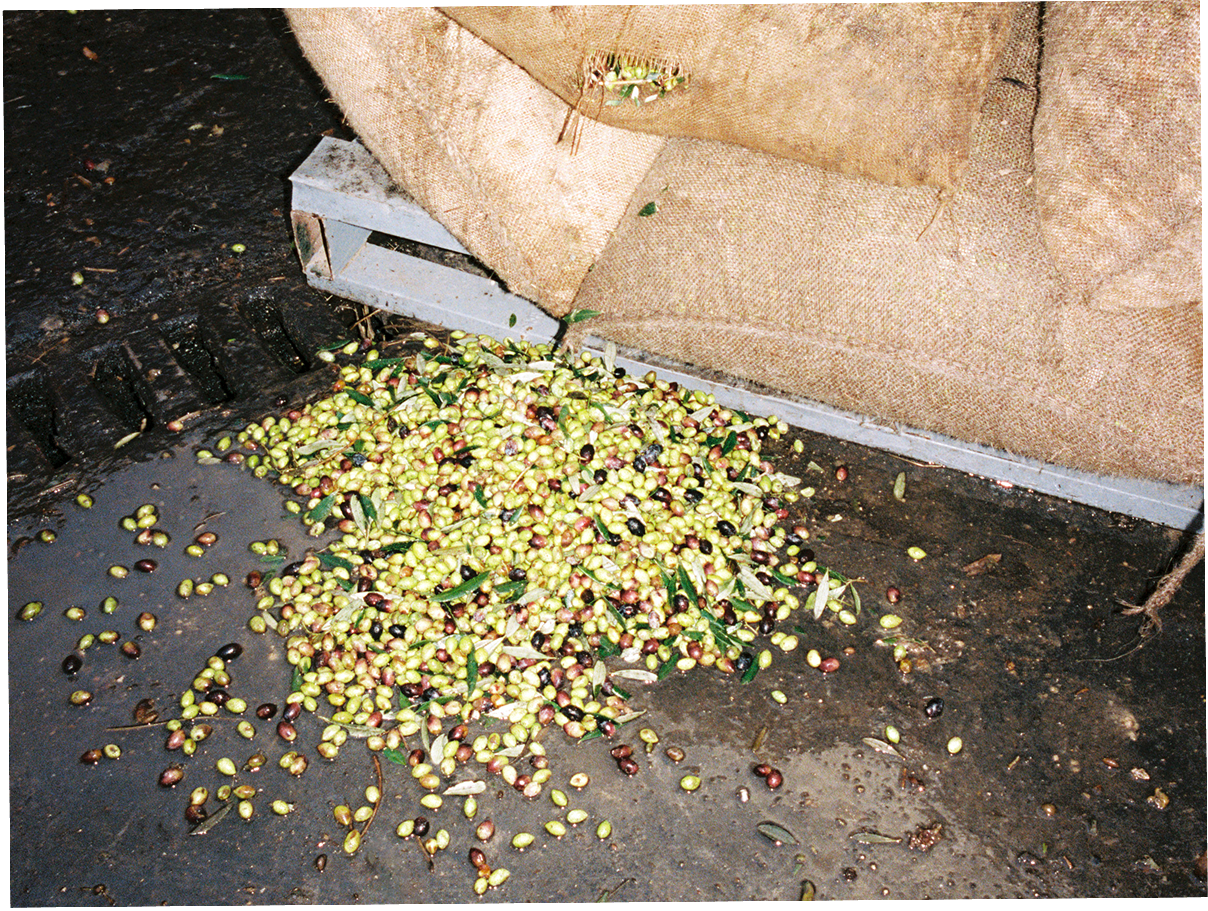 Fresh olives from the groves falling out a brown bag onto the floor as part of the harvest process