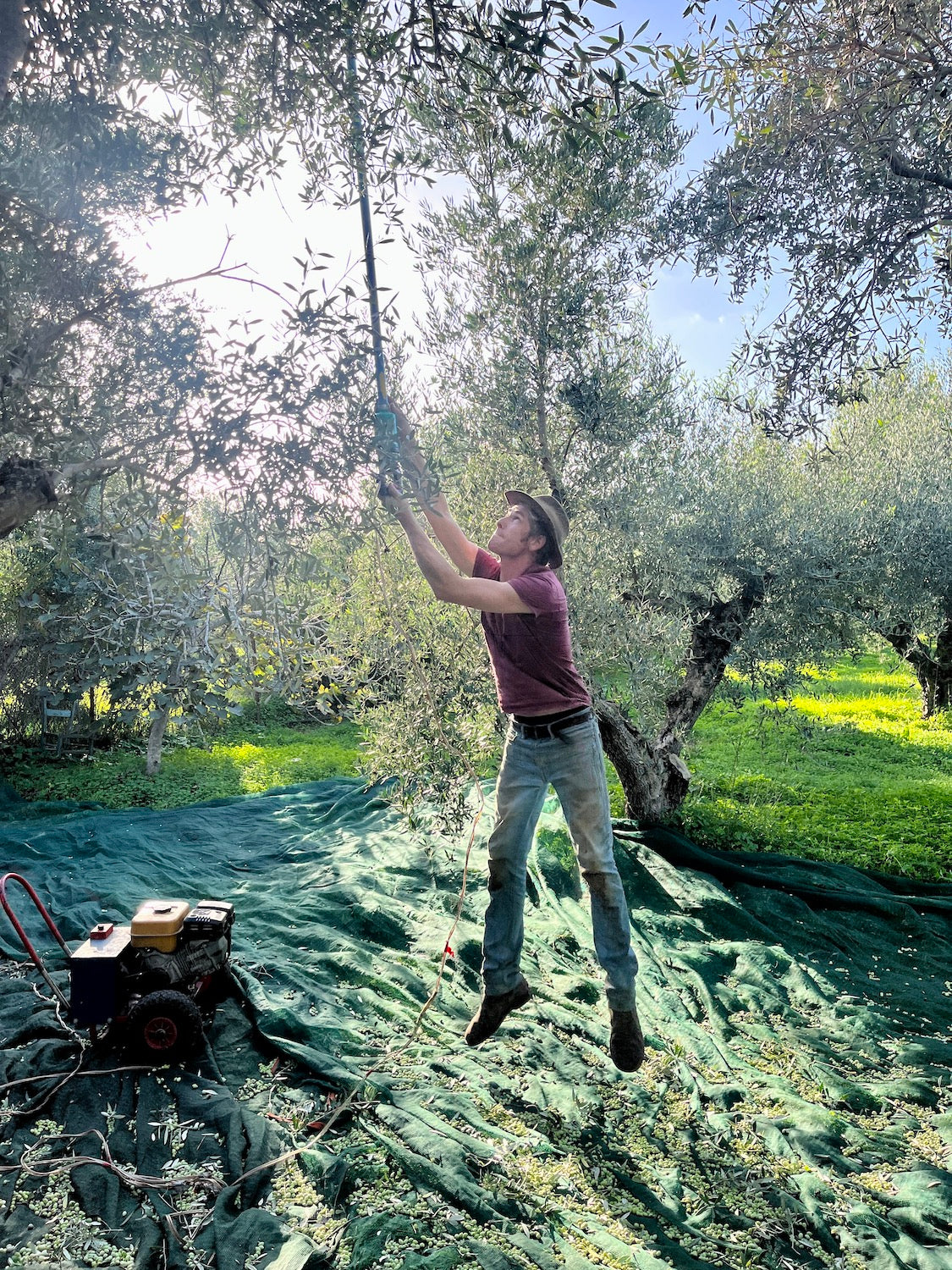 The First Press: Benefits of an Early Olive Harvest