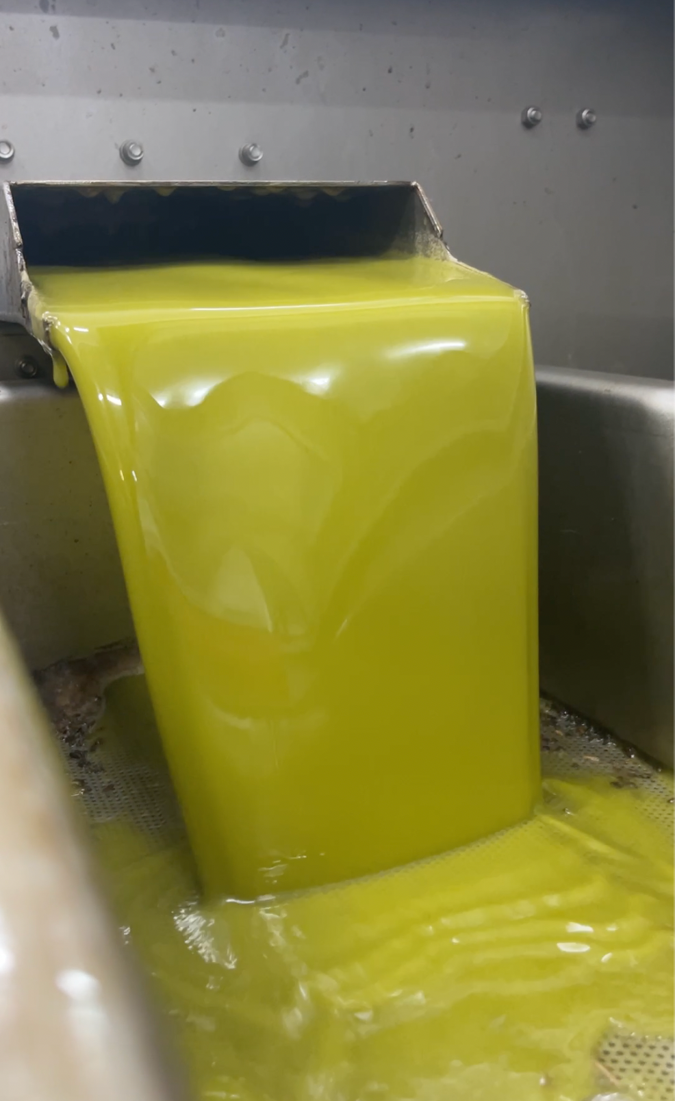 The First Press: Benefits of an Early Olive Harvest