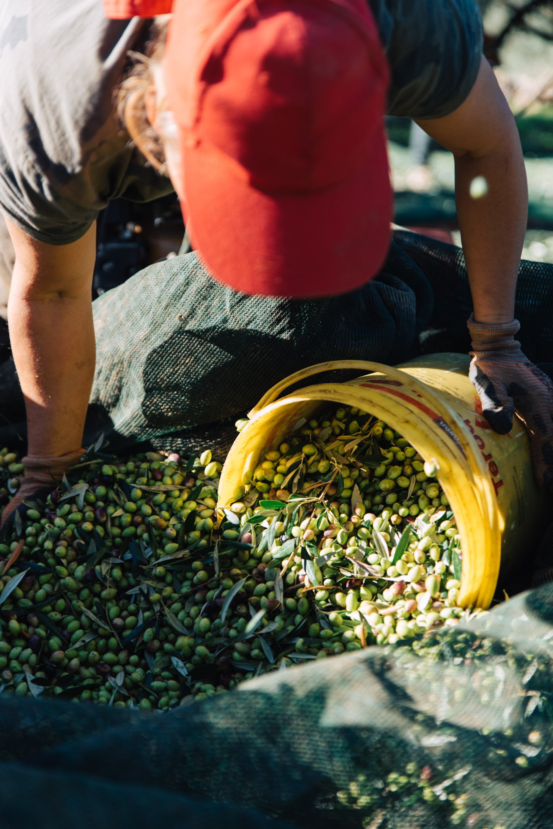 PRE ORDER 2025 HARVEST - 3 Litre Box